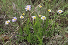 Afroaster hispidus (Afroaster hispidus)