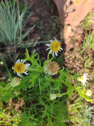 Afroaster peglerae (Afroaster peglerae)