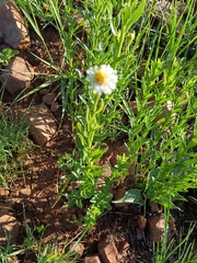 Afroaster peglerae (Afroaster peglerae)