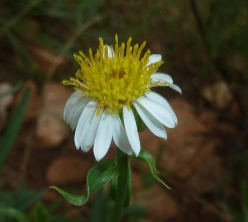 Afroaster peglerae (Afroaster peglerae)