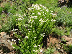 Afroaster peglerae (Afroaster peglerae)