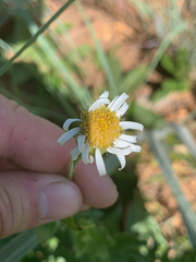 Afroaster peglerae (Afroaster peglerae)