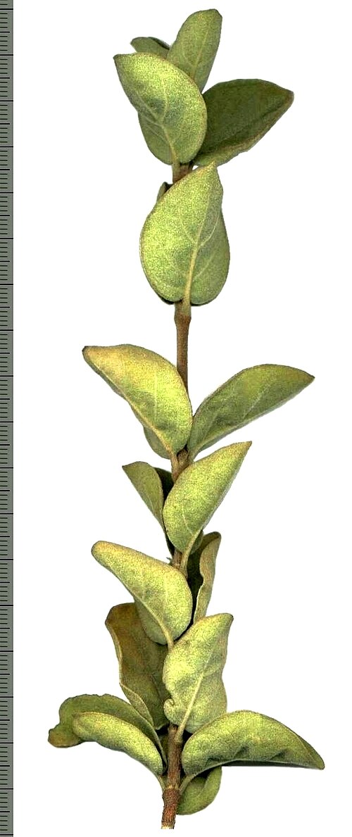 Afrocanthium gilfillanii: Shoot with foliage of a Velvet rock alder in Faerie Glen Nature Reserve in Pretoria, South Africa