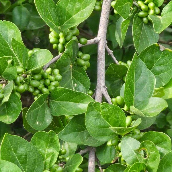 Afrocanthium gilfillanii (Afrocanthium gilfillanii)