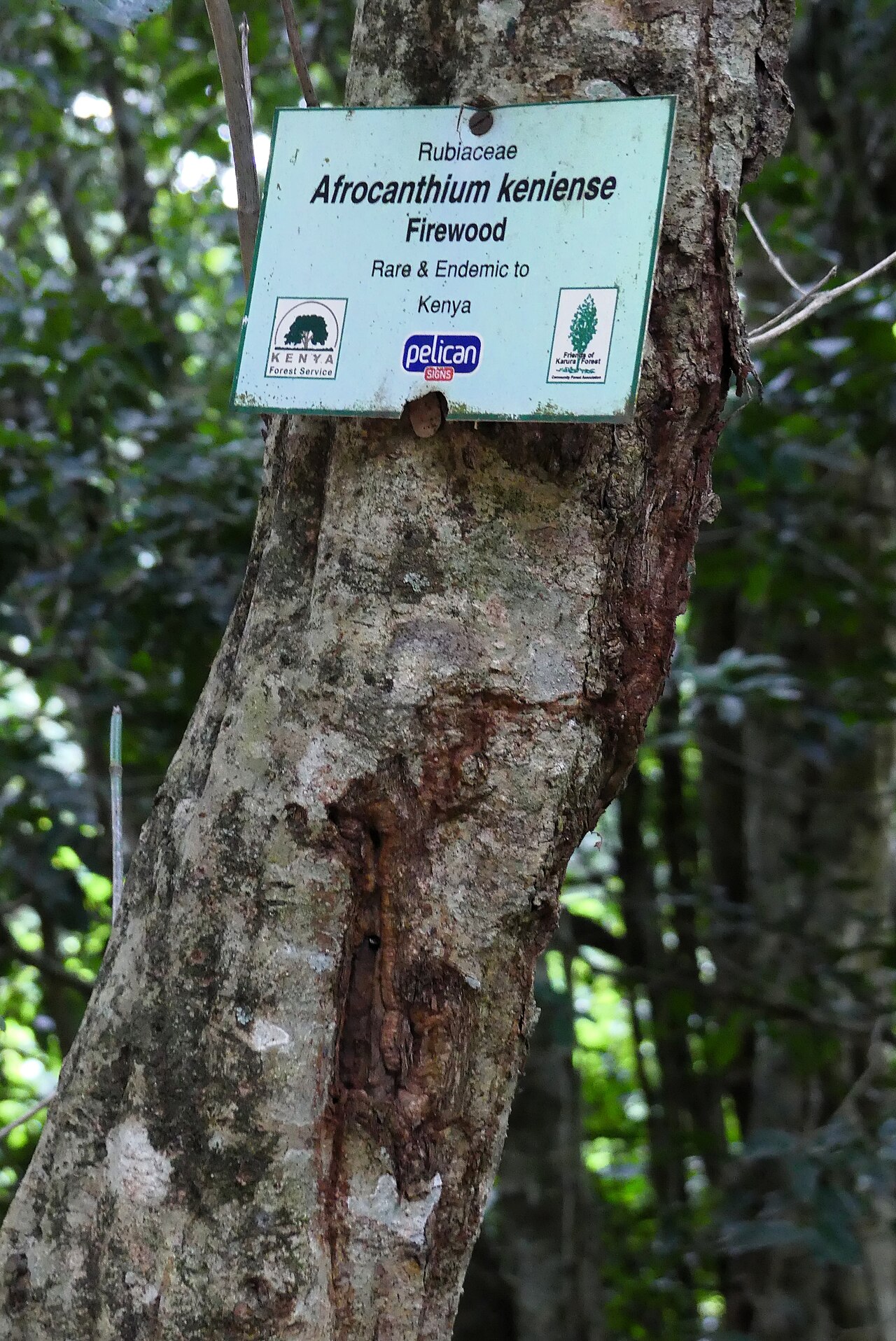 Afrocanthium keniense: Bark of Afrocanthium keniense in Karura Forest in Nairobi, Kenya