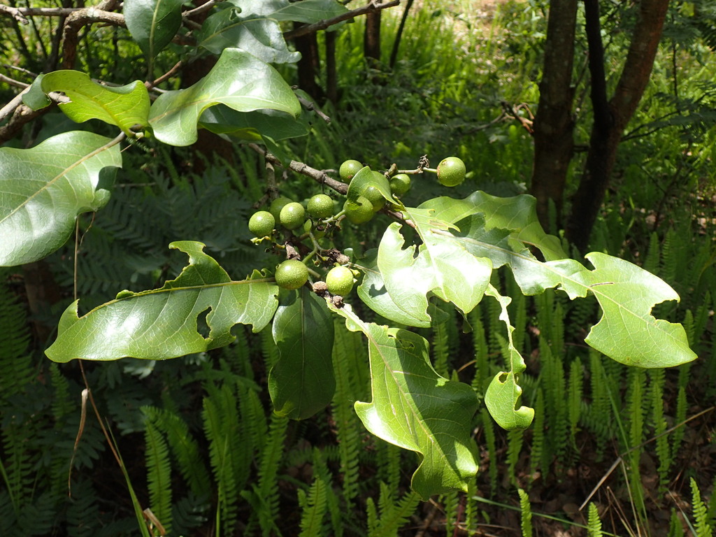 Afrocanthium lactescens (Afrocanthium lactescens)