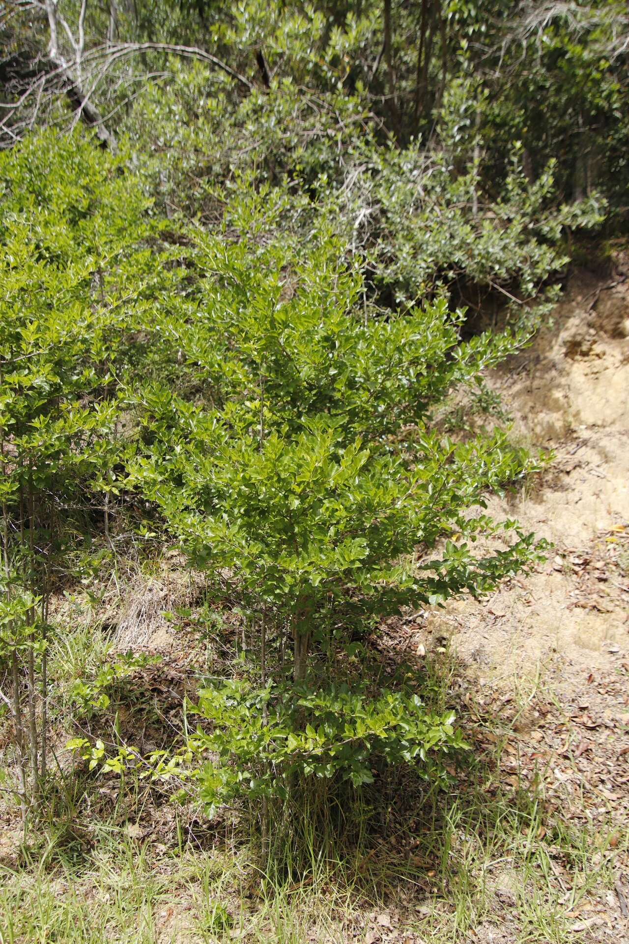 Rock alder: Rock Alder