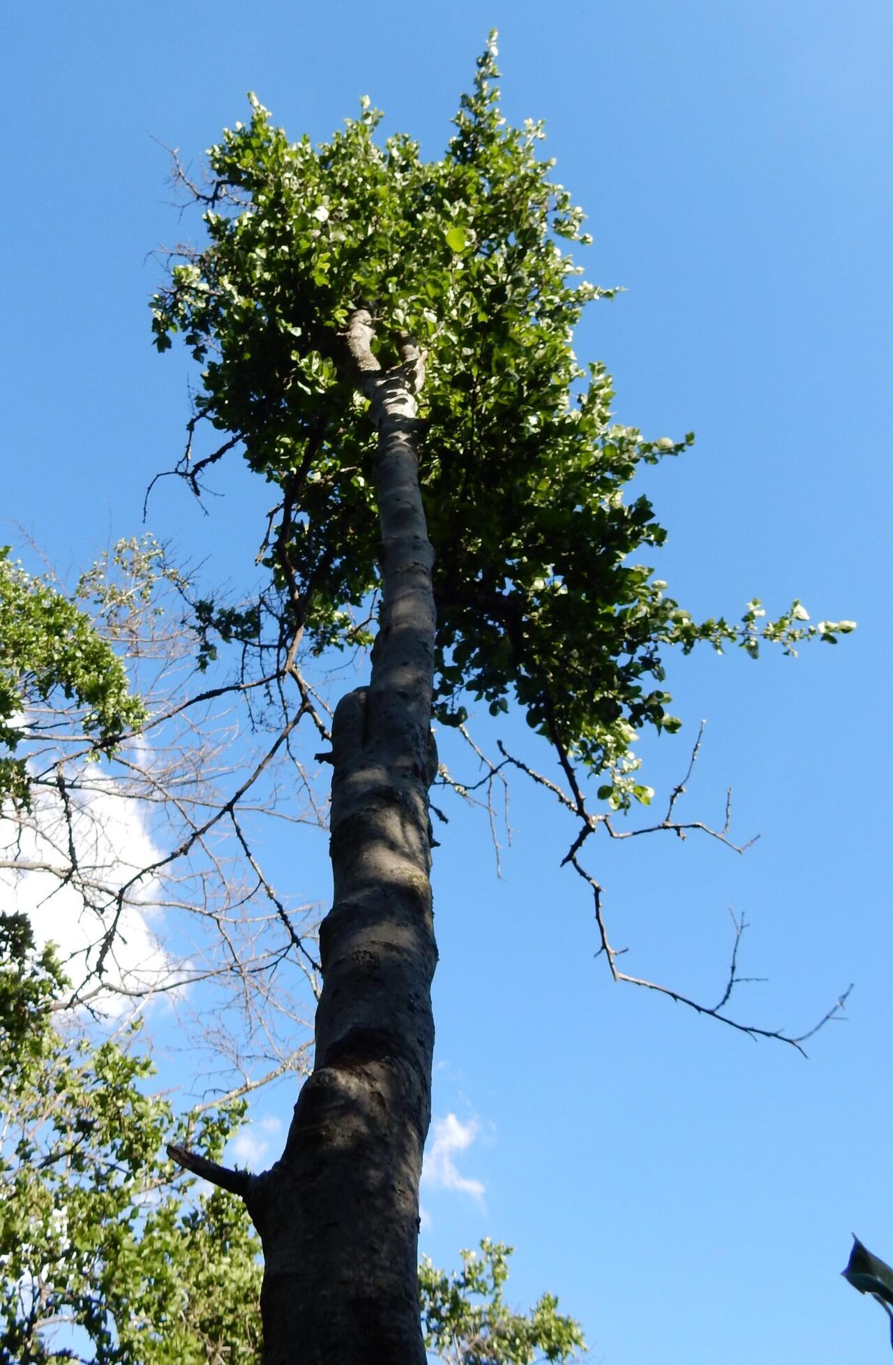 Rock alder: Rock Alder