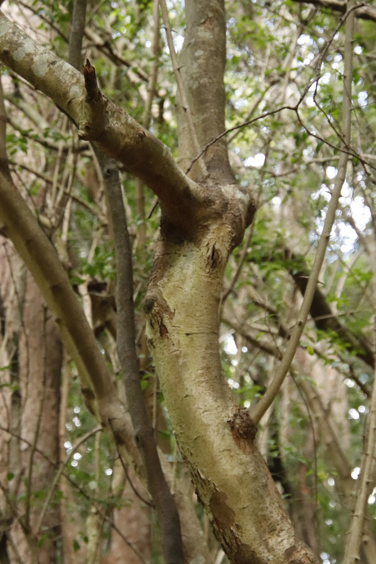 Rock alder: Rock Alder