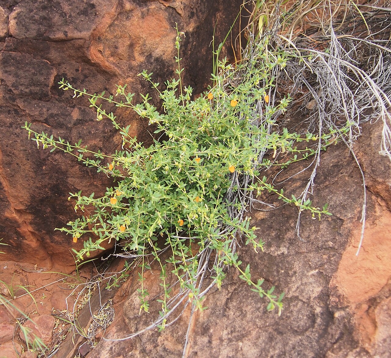 Orange spade flower: Hybanthus aurantiacus habit