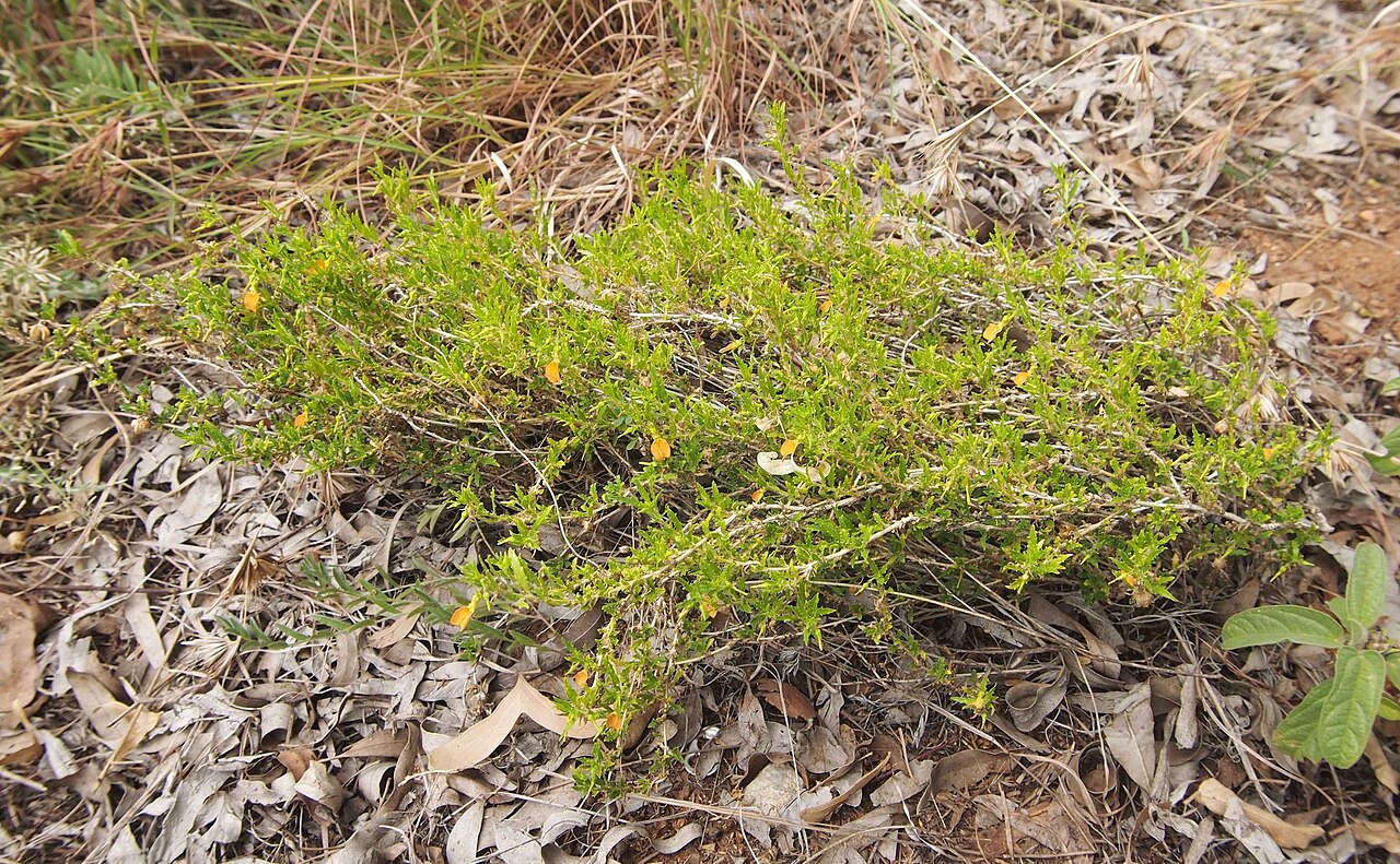Orange spade flower: Hybanthus aurantiacus habit