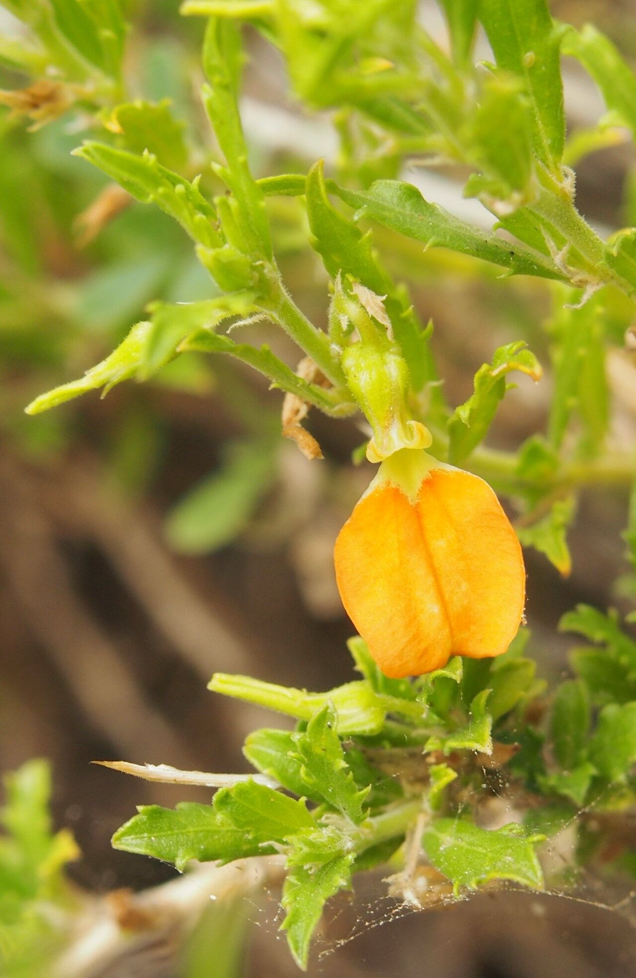 Orange spade flower: Hybanthus aurantiacus'