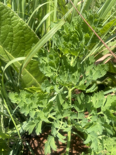 A. afrum (Afrosciadium afrum)