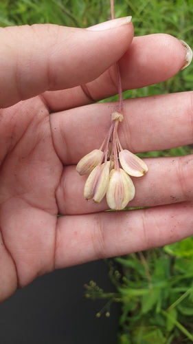 A. afrum (Afrosciadium afrum)