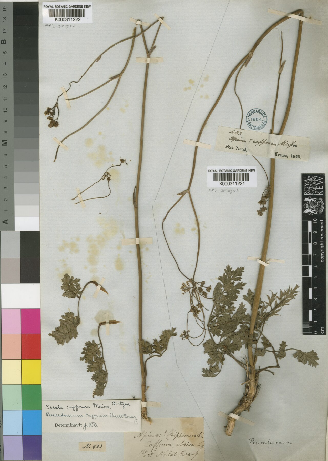 A. afrum: Species: Afrosciadium afrum , also known as Peucedanum afrum or Seseli afrum Collection: Kew Herbarium, Royal Botanical Gardens Date Collected: 1840 Location: P