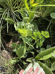 A. afrum (Afrosciadium afrum)