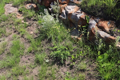 A. afrum (Afrosciadium afrum)