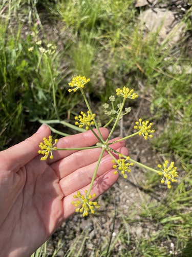A. afrum (Afrosciadium afrum)