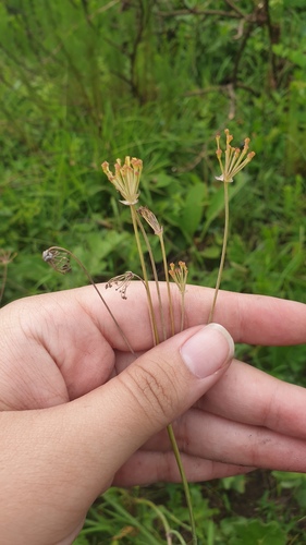 A. afrum (Afrosciadium afrum)