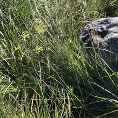 A. afrum (Afrosciadium afrum)