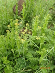 A. afrum (Afrosciadium afrum)