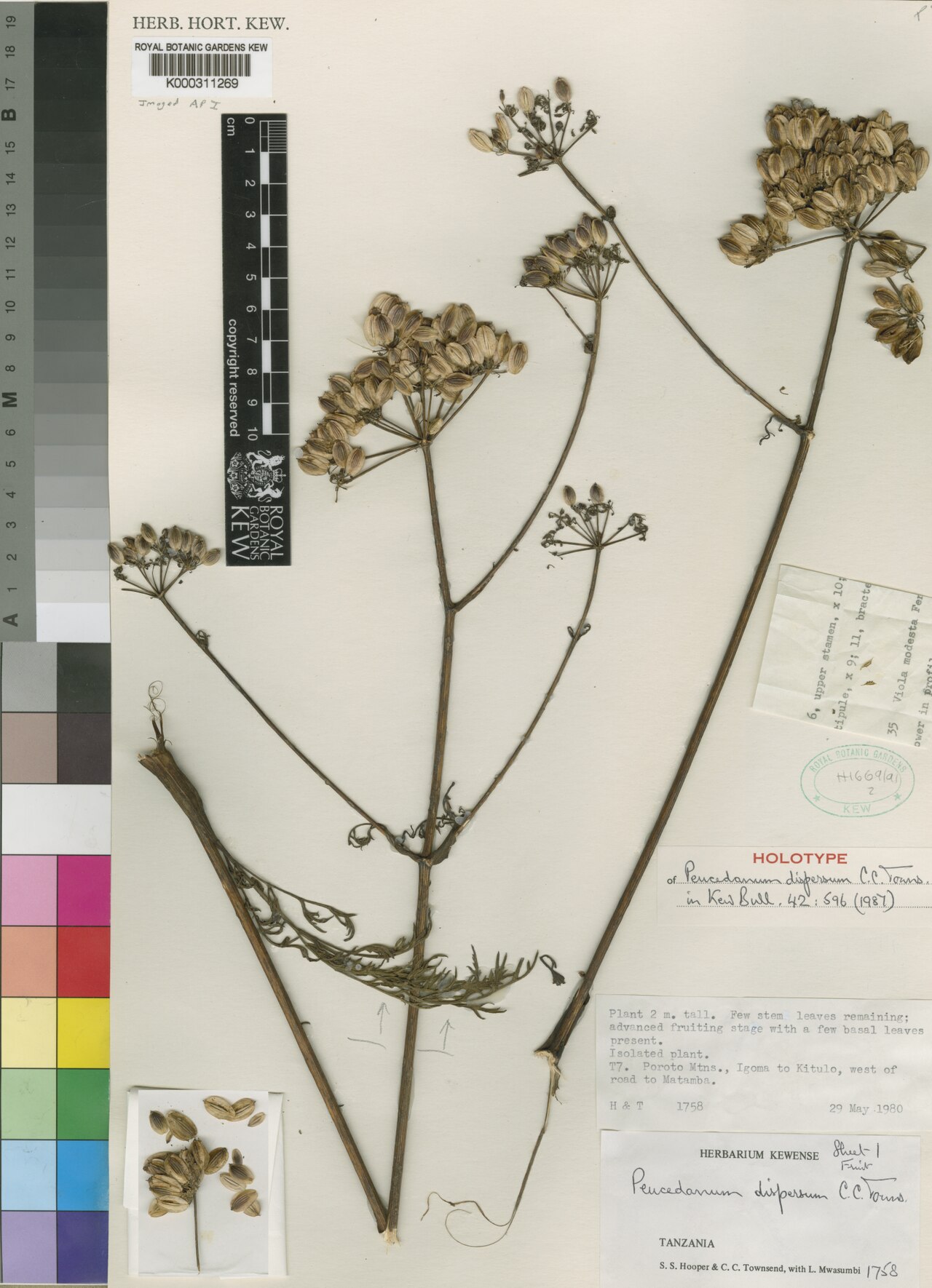 Afrosciadium dispersum: Species: Afrosciadium dispersum , previously known as Peucedanum dispersum Collection: Kew Herbarium, Royal Botanic Gardens Date collected: 29 May 1980 Location