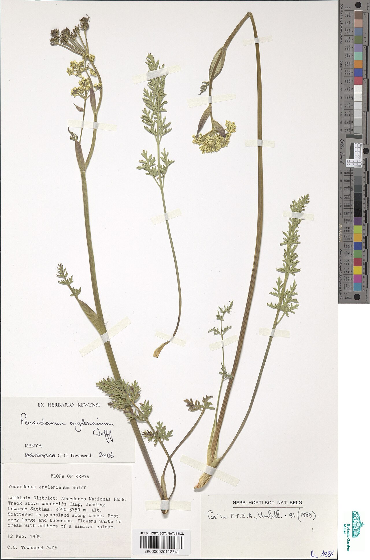Afrosciadium englerianum: Species: Afrosciadium englerianum (formerly Peucedanum englerianum ) Collected: 12 February, 1985 Location: Wanderi's Camp, Aberdares National Park, Laikipia Di