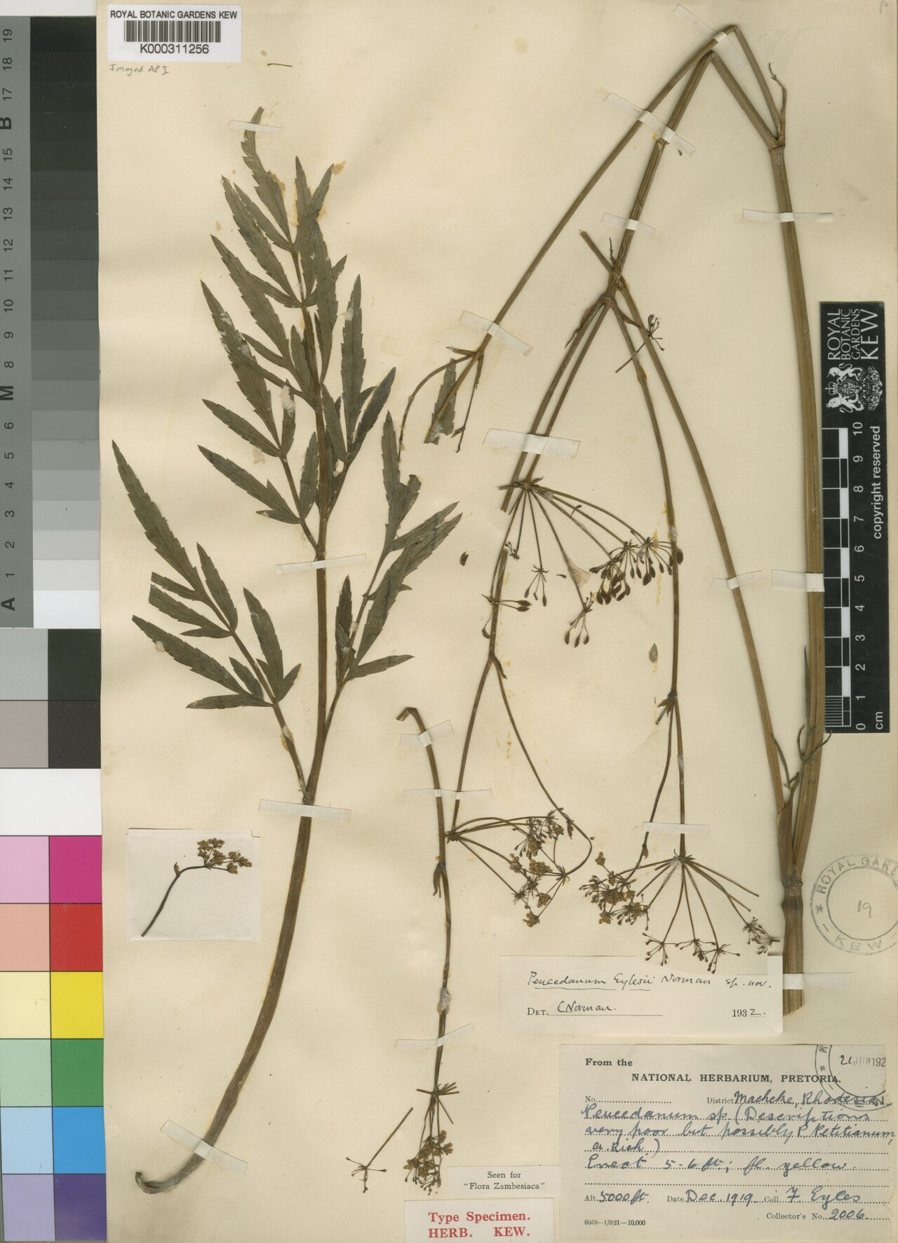Afrosciadium eylesii: Species: Afrosciadium eylesii (formerly Peucedanum eylesii) Collected: December 1919 Location: Macheke, Zimbabwe Elevation: 1,500 meters