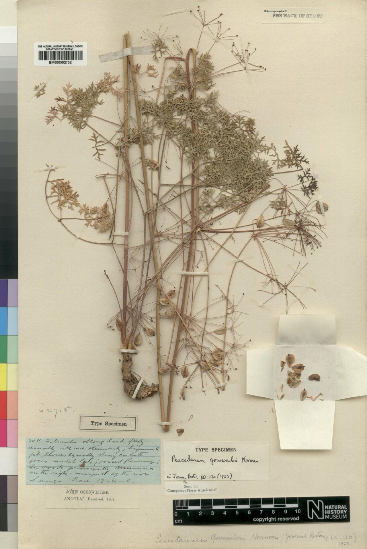 Afrosciadium gossweileri: Species: Afrosciadium gossweileri (previously Peucedanum gossweileri) Collected: 13 April 1906 Location: Angola