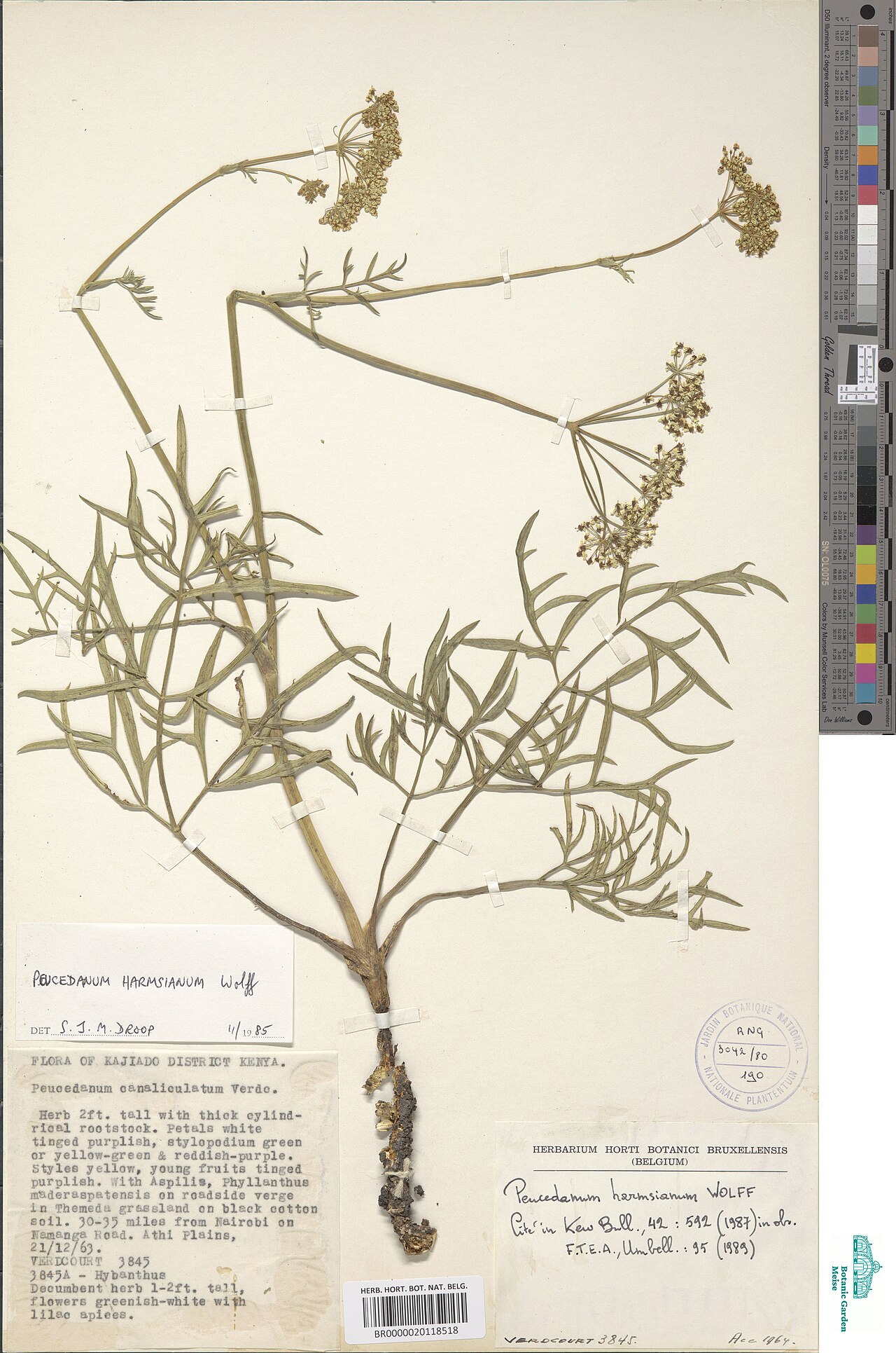 Afrosciadium harmsianum: Species: Afrosciadium harmsianum (synonym: Peucedanum harmsianum) Collection: Meise Botanic Garden Herbarium Date collected: December 21 1963 Location collected