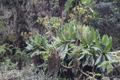 Afrosciadium kerstenii (Afrosciadium kerstenii)