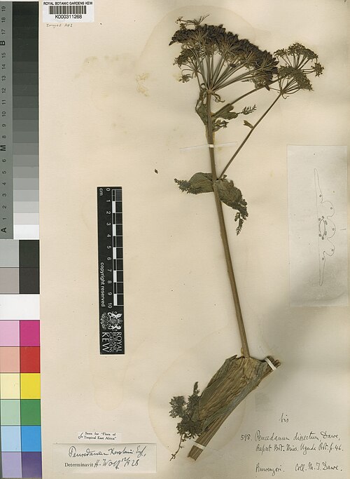Afrosciadium kerstenii: Species: Peucedanum kerstenii (Engl.) Location: Ruwenzori, Uganda Elevation: 3048m ±305m Date collected: October 4, 1905