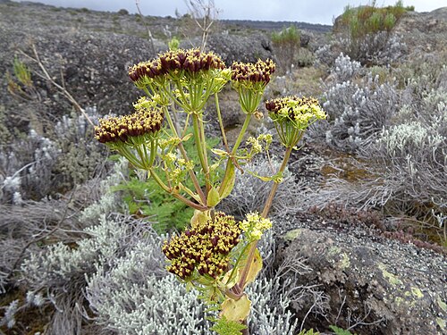 Afrosciadium kerstenii: A specimen of Afrosciadium kerstenii (also known as Peucedanum kerstenii ) located on the Shira Plateau of Mount Kilimanjaro . Found in African plants - A Photo
