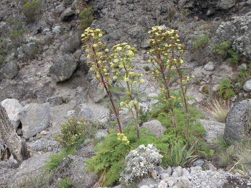 Afrosciadium kerstenii (Afrosciadium kerstenii)