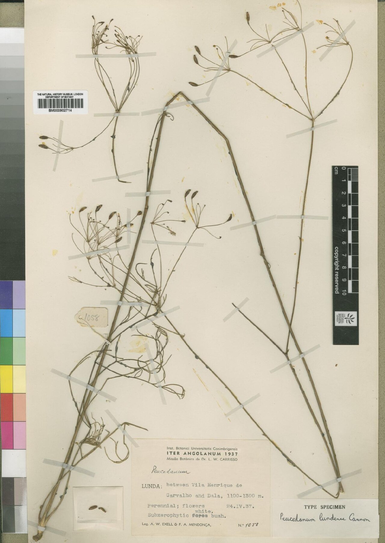 Afrosciadium lundense: Species: Afrosciadium lundense (previously Peucedanum lundense) Collected: 24 April 1937 Location: Between Vila Henrique de Carvalho and Dala, Angola Elevation: