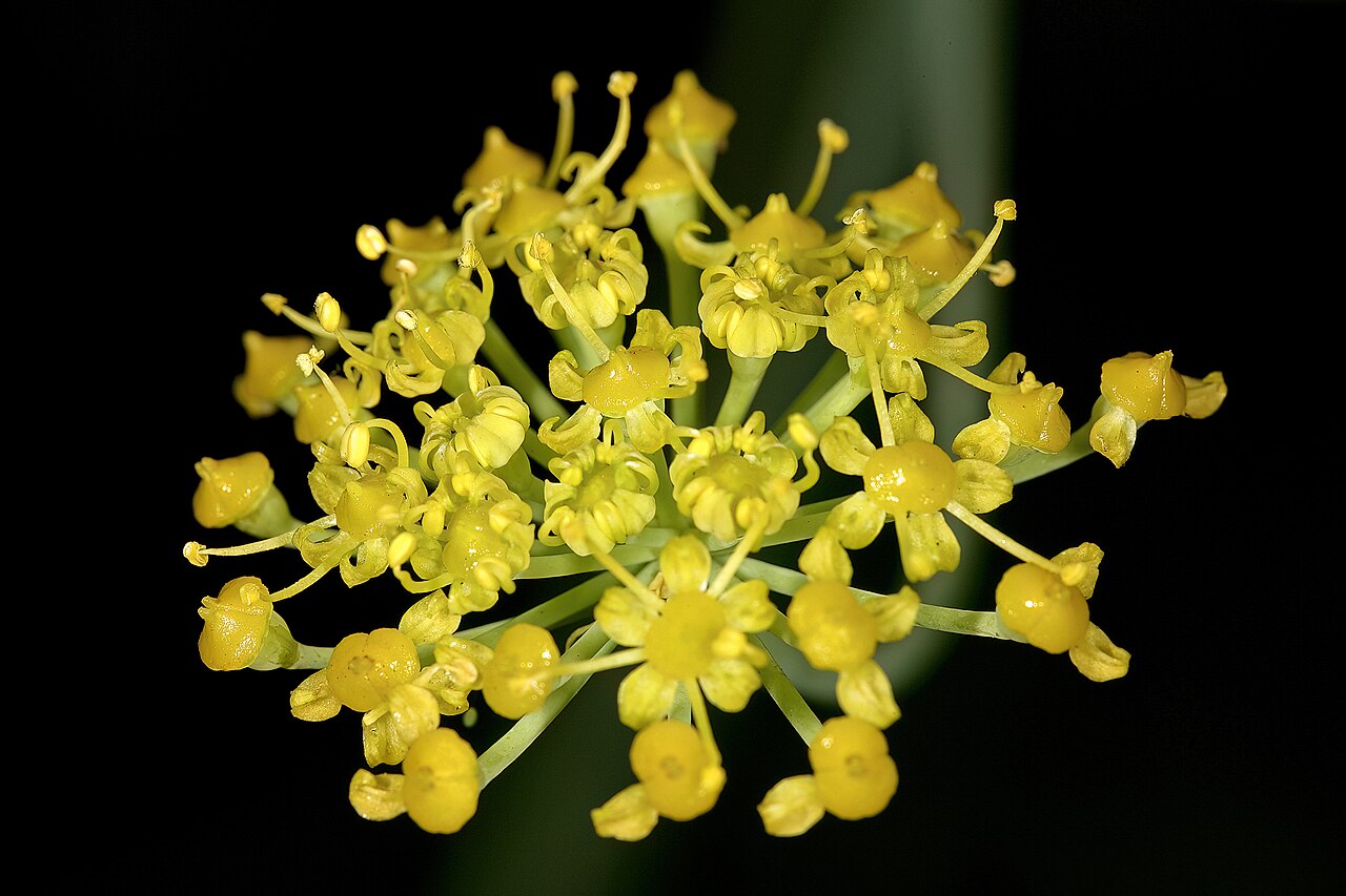 Wild parsley: Afrosciadium magalismontanum , one unit of inflorescence; in relict grassland on shale, University of Pretoria Experimental Farm, Hillcrest, Pretoria, Gauteng,