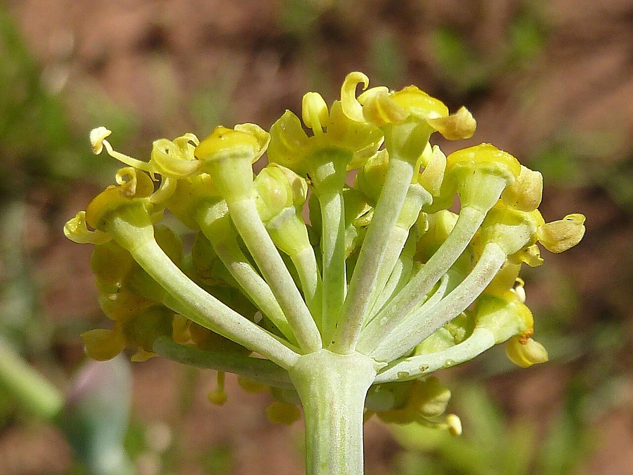 Wild parsley: Afrosciadium magalismontanum in South Africa