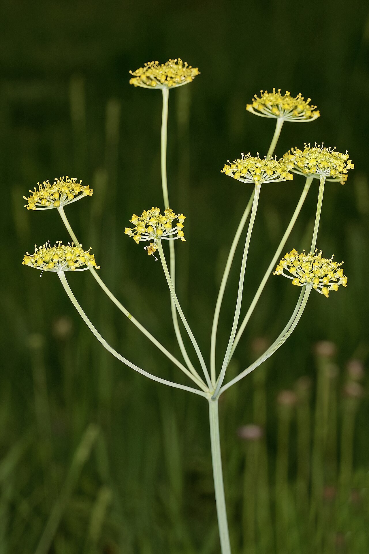 Wild parsley: Afrosciadium magalismontanum , inflorescence; in relict grassland on shale, University of Pretoria Experimental Farm, Hillcrest, Pretoria, Gauteng, South Africa