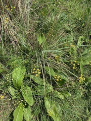 Wild parsley (Afrosciadium magalismontanum)