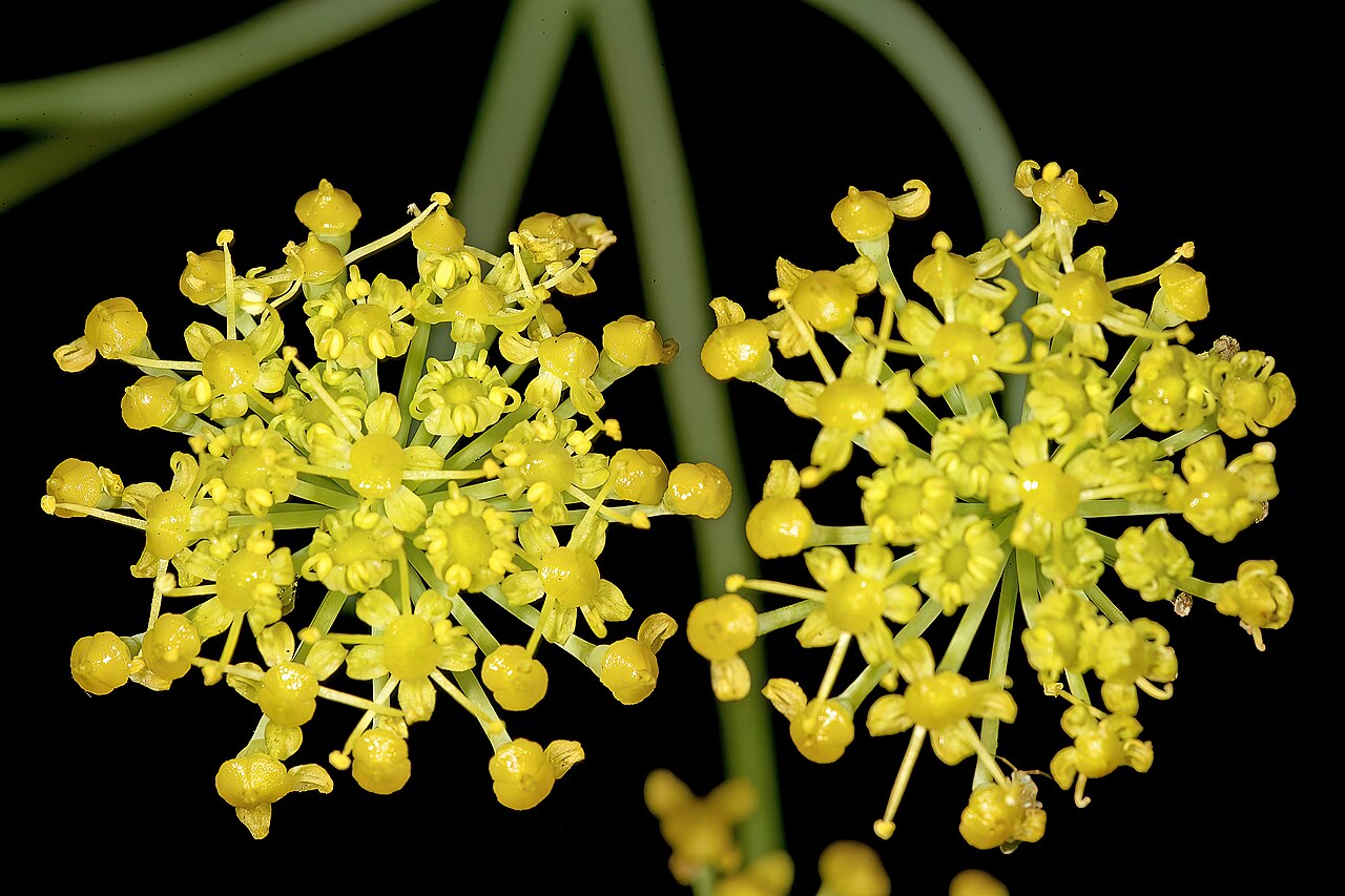 Wild parsley: Afrosciadium magalismontanum , two units of inflorescence; in relict grassland on shale, University of Pretoria Experimental Farm, Hillcrest, Pretoria, Gauteng,