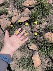 Wild parsley (Afrosciadium magalismontanum)