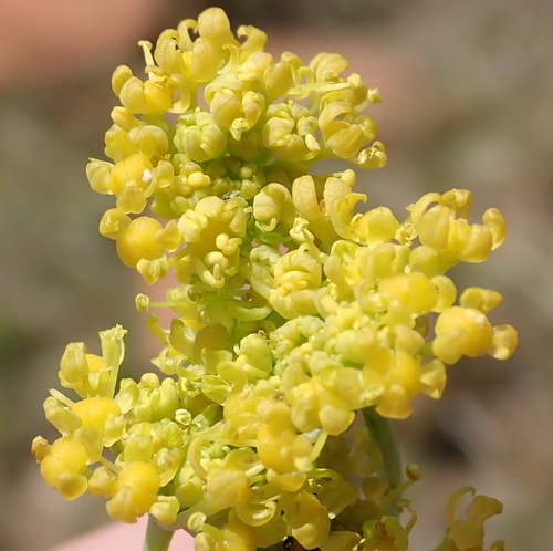 Wild parsley (Afrosciadium magalismontanum)