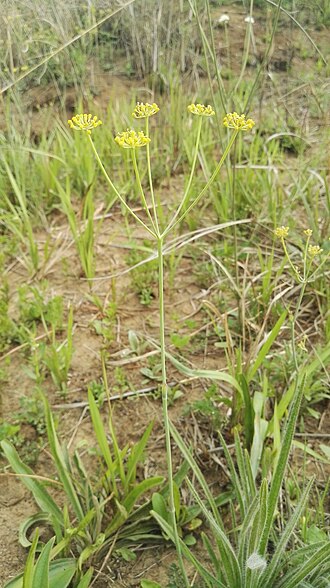 Wild parsley: Species: Afrosciadium magalismontanum , also known as Peucedanum magalismontanum Location: Gert Sibande, Mpumalanga, South Africa