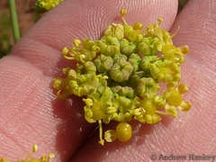 Wild parsley (Afrosciadium magalismontanum)
