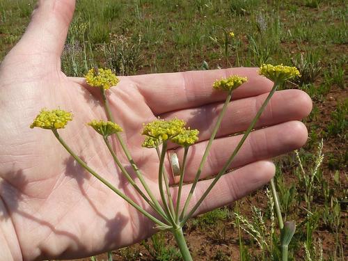 Wild parsley (Afrosciadium magalismontanum)