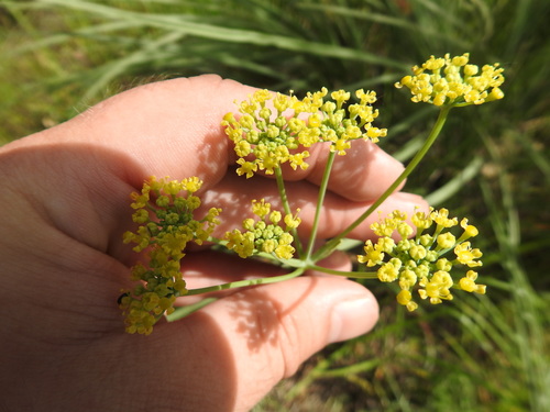 Wild parsley (Afrosciadium magalismontanum)