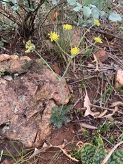 Wild parsley (Afrosciadium magalismontanum)
