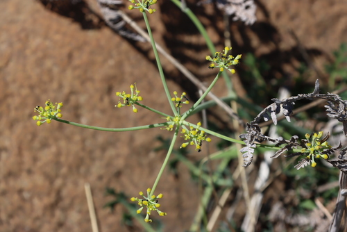 Afrosciadium platycarpum (Afrosciadium platycarpum)