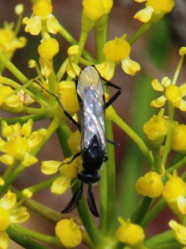 Afrosciadium platycarpum (Afrosciadium platycarpum)