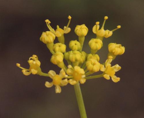 Afrosciadium platycarpum (Afrosciadium platycarpum)